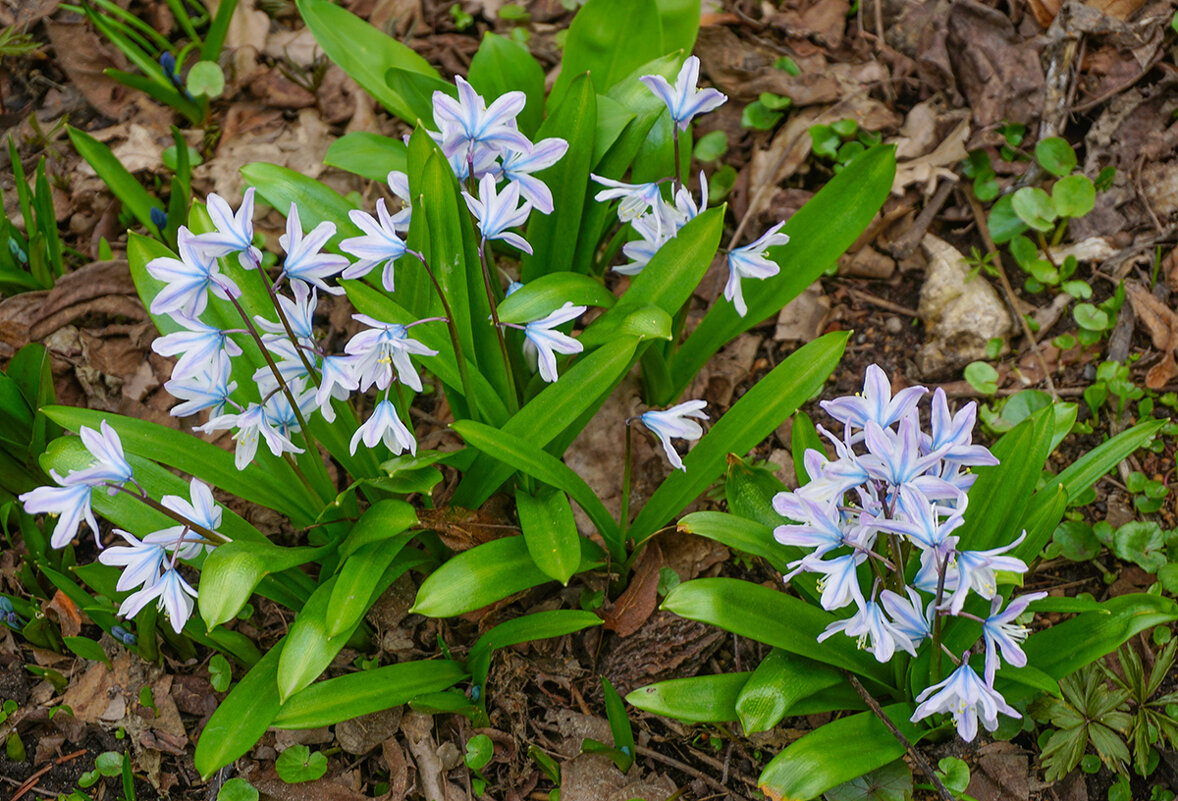 Пушкиния - Ольга 