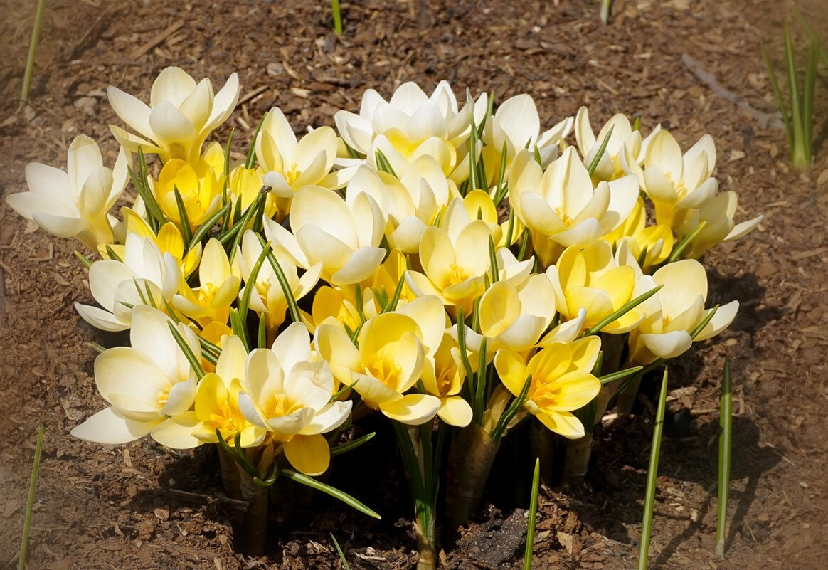 Первоцветы в парке Зарядье - Ольга 