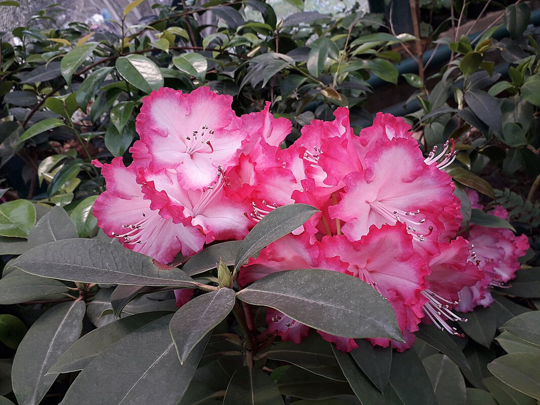 Рододендрон - Лидия Бусурина