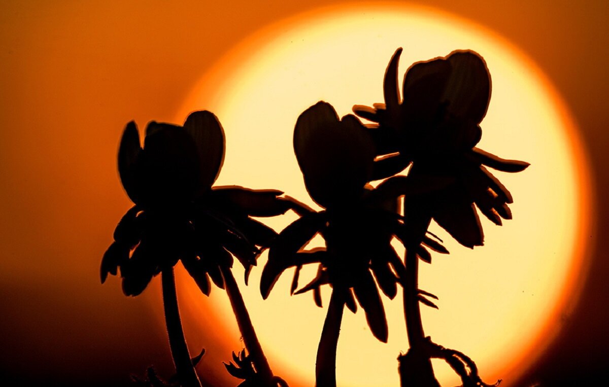 Мир цветов -1 - irina Schwarzer 