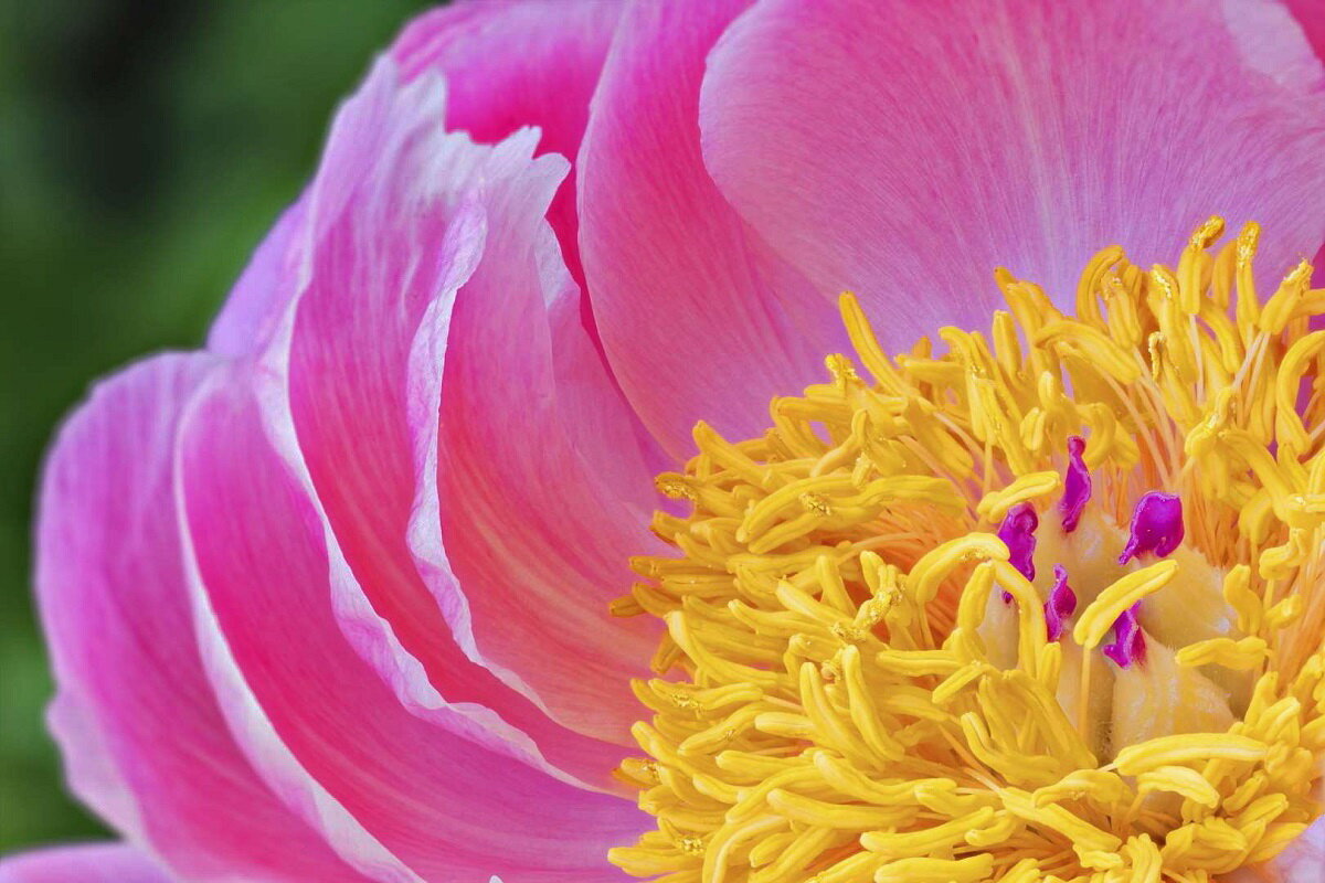 Мир цветов -4 - irina Schwarzer 