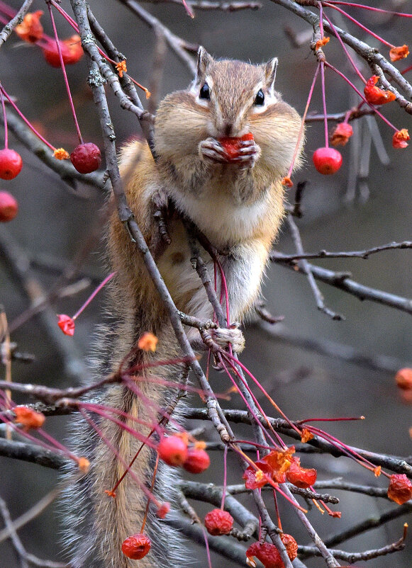 Только бы щёки не лопнули. - Михаил Белоусов