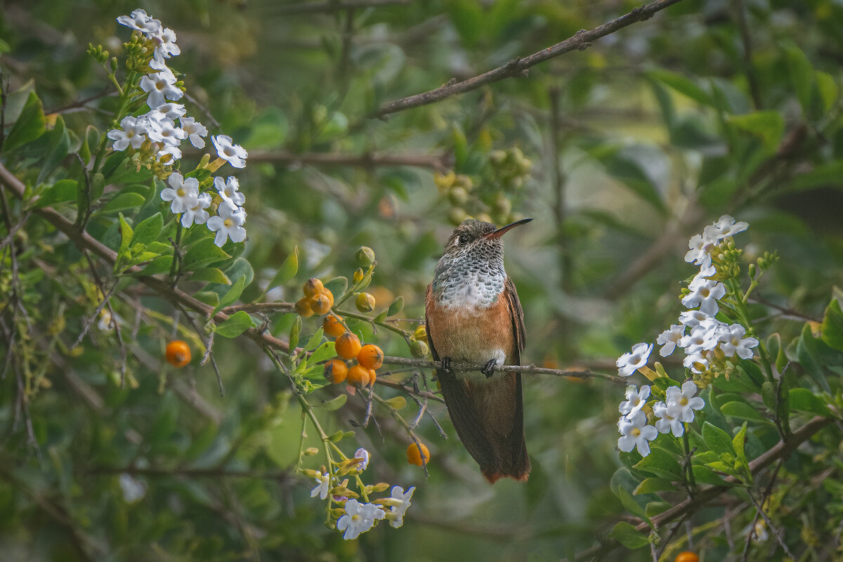 колибри - Svetlana Galvez колибри - Svetlana Galvez