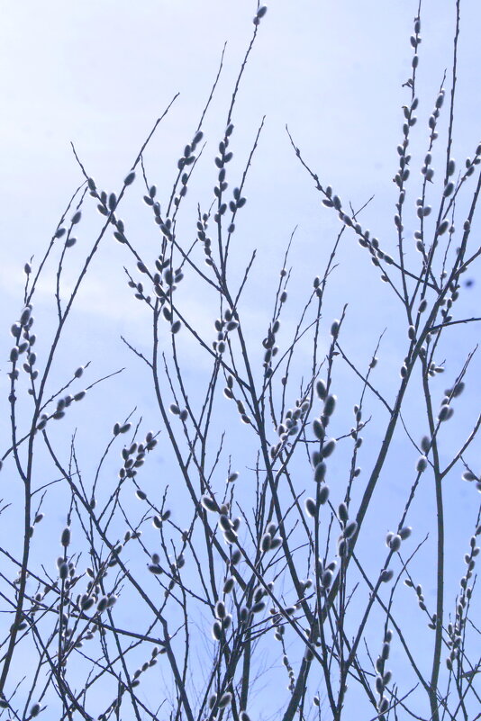 Верба. - сергей ермошкин