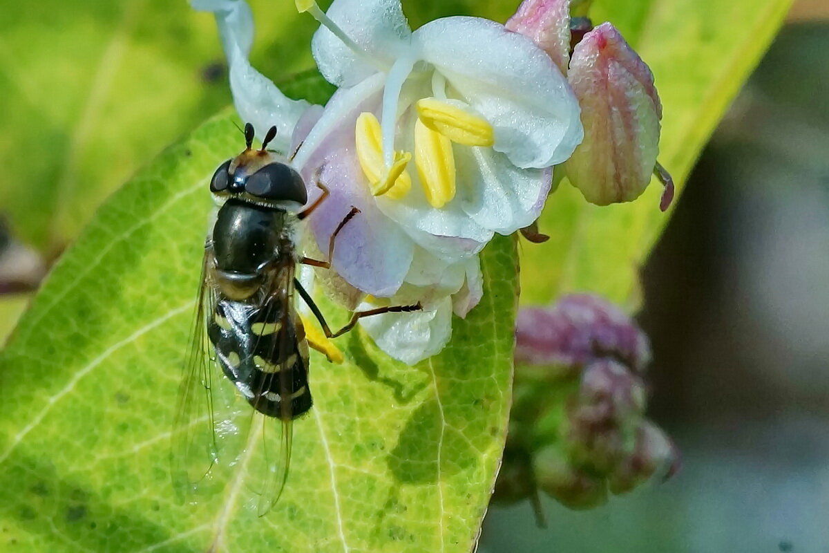 из серии " Макро мир вокруг нас..." - Николай Саржанов