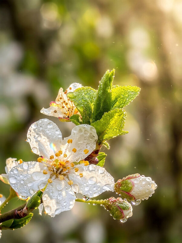 Доброе утро - Валерий Ткаченко