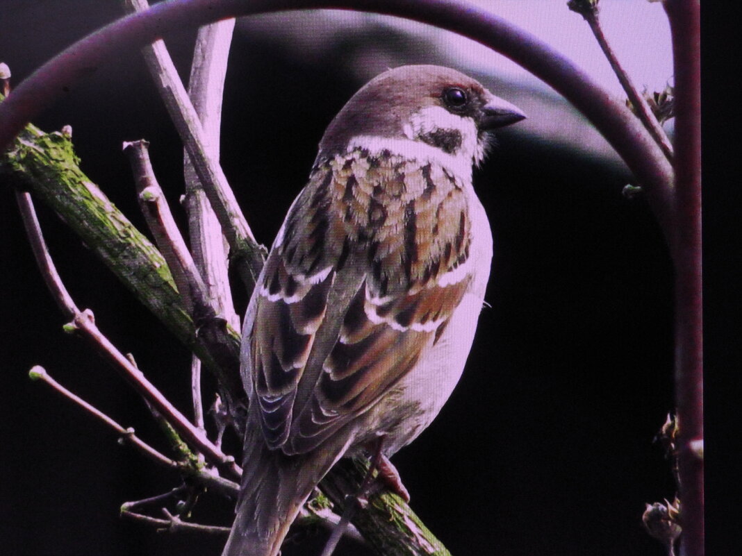 Воробей - Людмила Смородинская