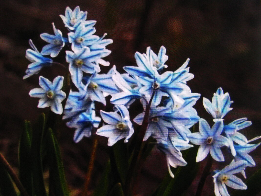 Пушкиния цветёт - Людмила Смородинская