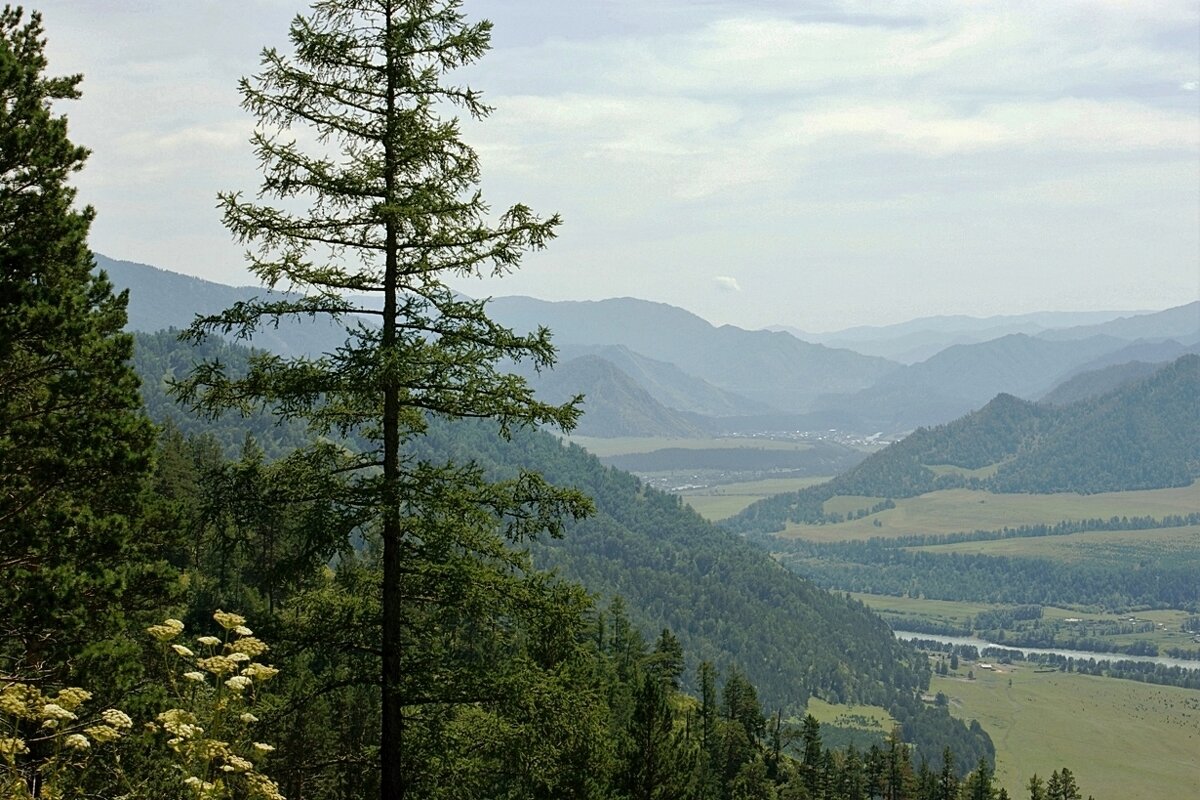 Над Алтаем туман - Галина Нестратова