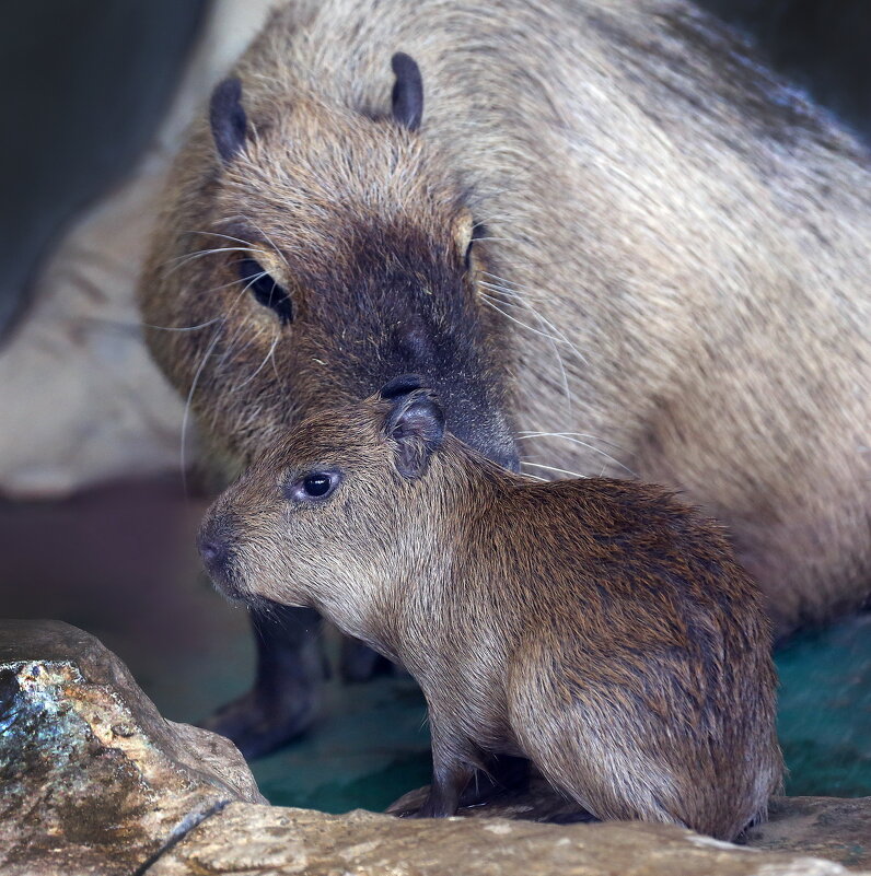 капибары - Михаил Бибичков