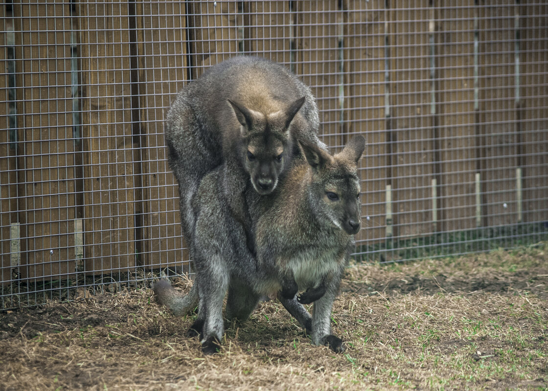НЮ - Любовь ЗЛА - Владимир Максимов