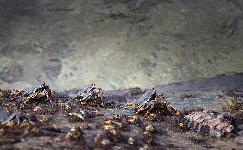 Жизнь после отлива - Галина Ильясова