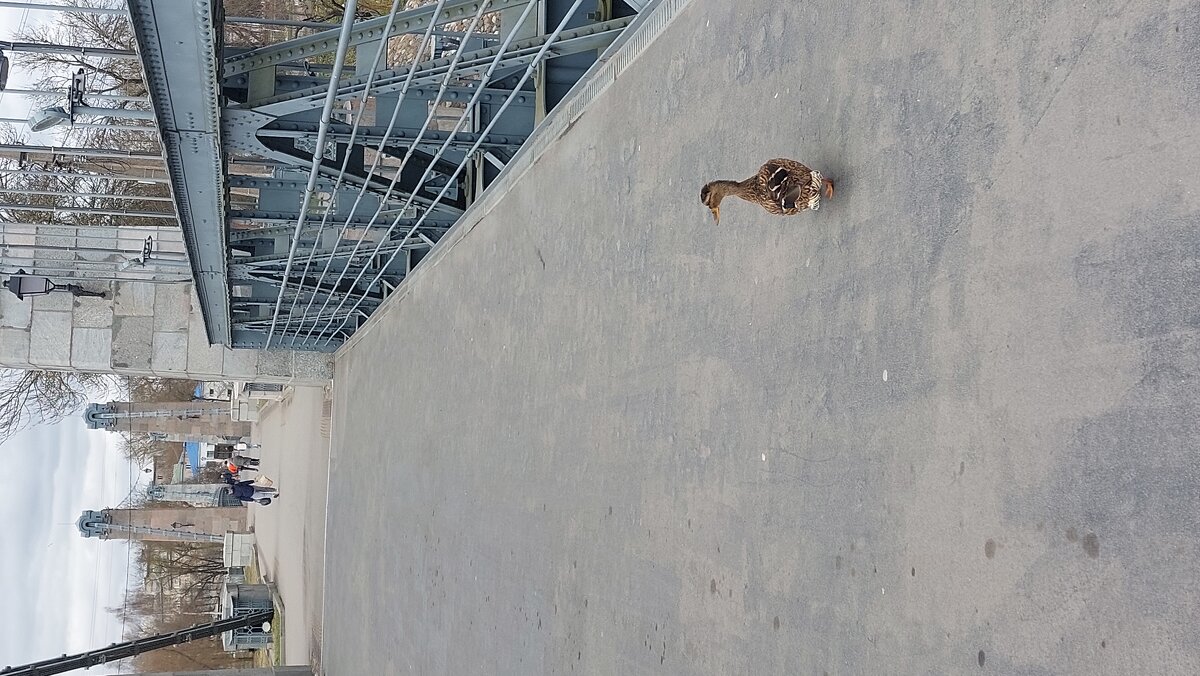 Утка гуляет - Максим Егоров