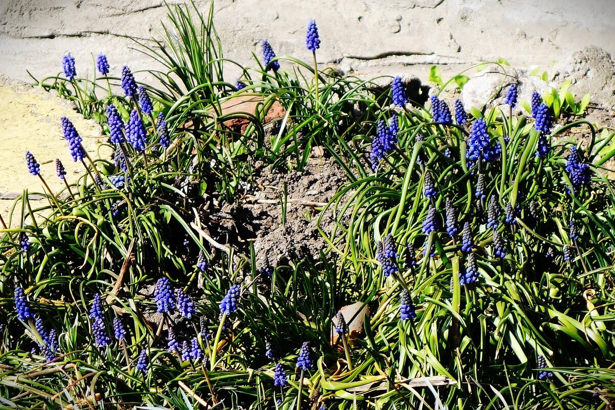 Мускари - Рита Симонова