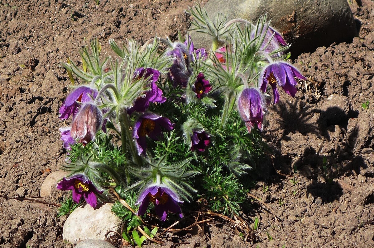 Прострел - Рита Симонова