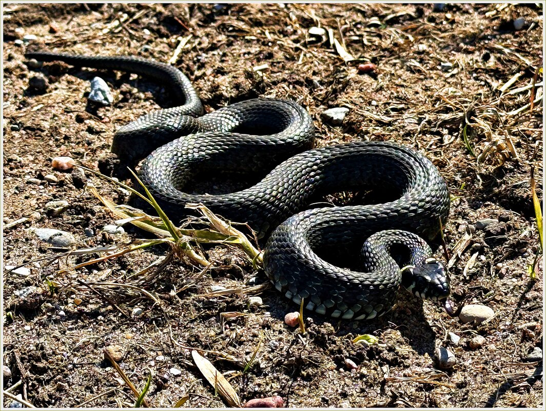 Весенний лес. Уж. - Валерия Комова