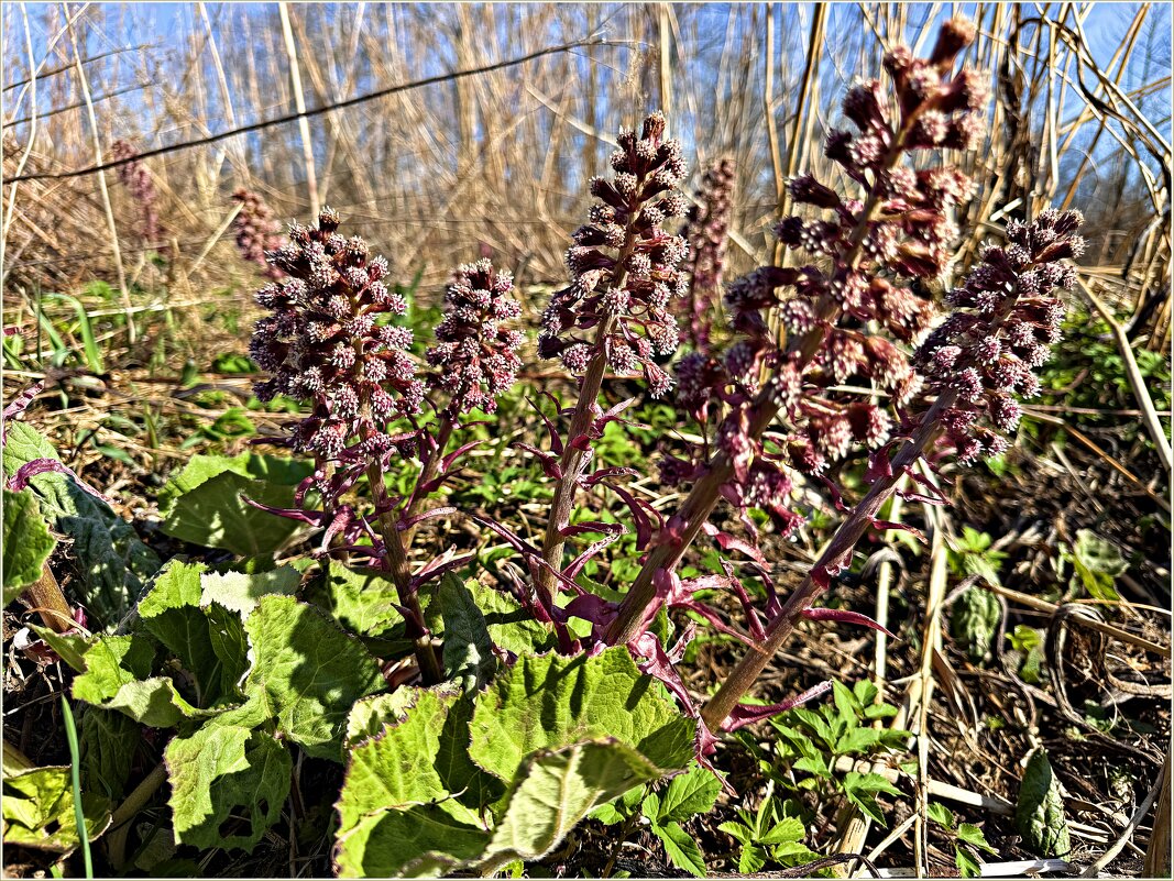 Весенний лес. Белокопытник. - Валерия Комова