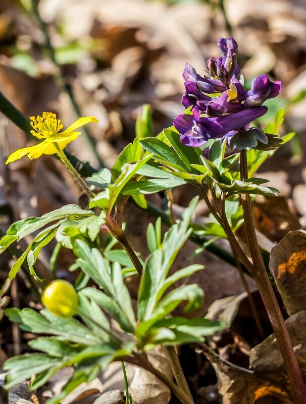 Весеннее пробуждение ... - Ravile 