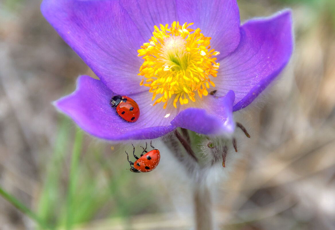 Пассивный и активный - Наталья Димова Пассивный и активный - Наталья Димова