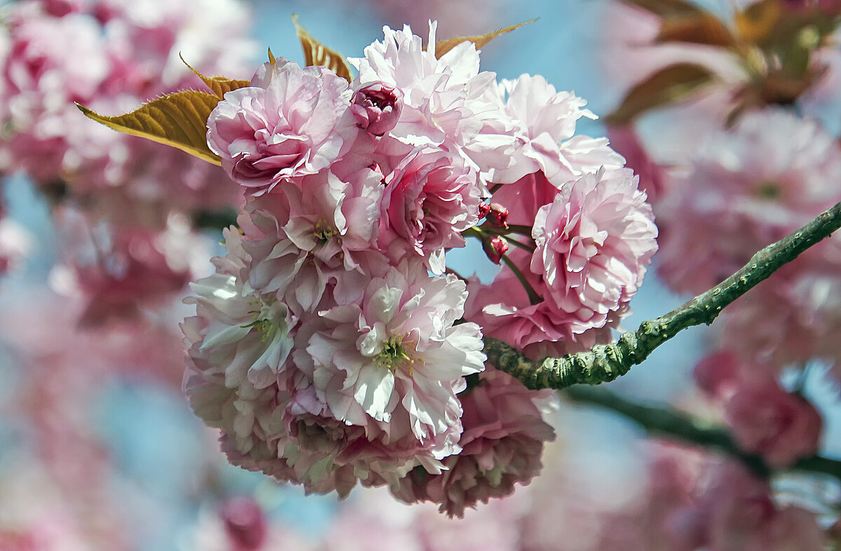 Сакуры колобок - Андроник Александр 