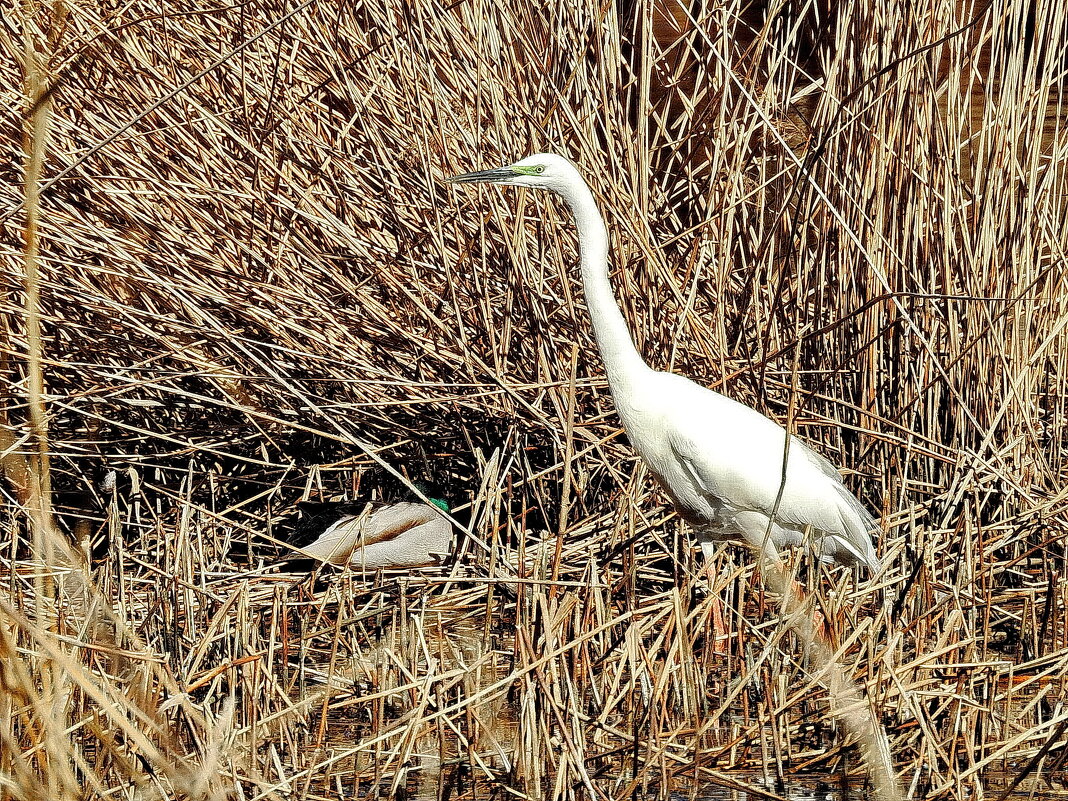 весенние зарисовки - ИННА ПОРОХОВА весенние зарисовки - ИННА ПОРОХОВА