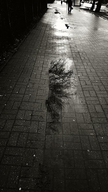 дожди - Николай Семёнов