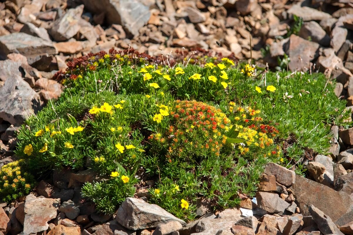 Букетик - Виктор Фоменко