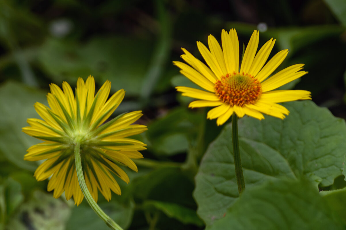 *** - Игорь Протасов