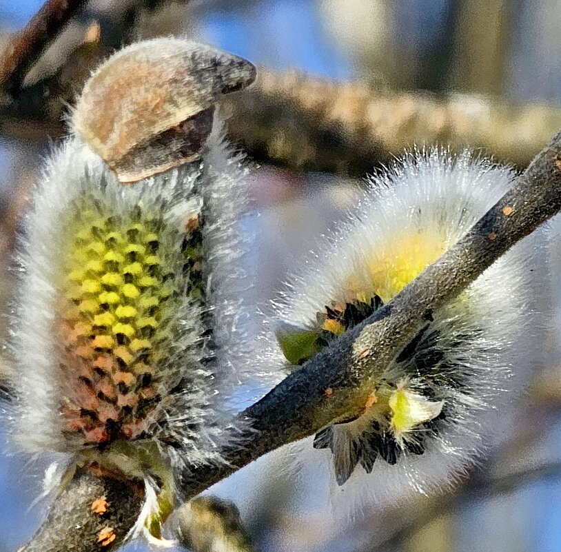 ... - Михаил Свиденцов