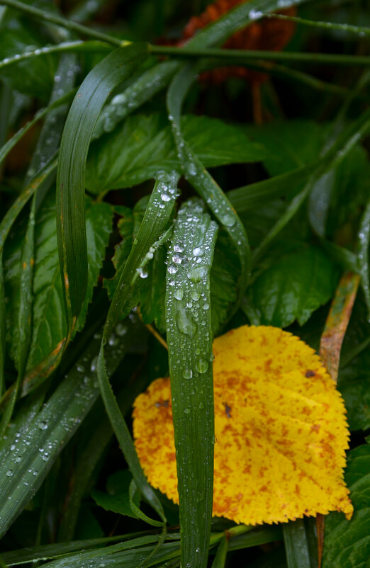 Осенью. - Константин Белоногов