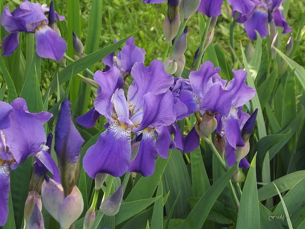 Ирисы - Freddy 97