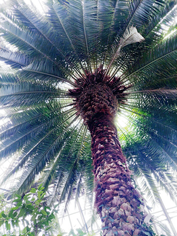 В Ботаническом саду - Ирина Румянцева