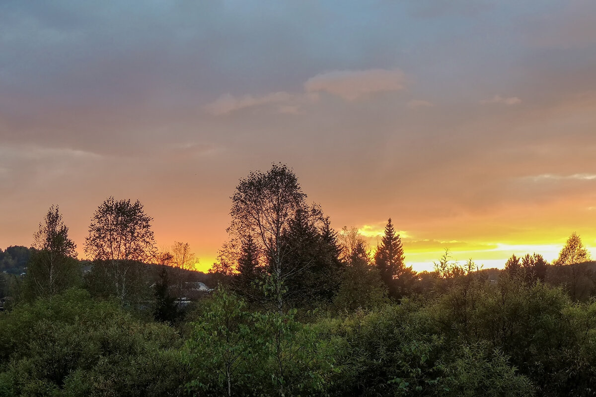 Берёзки на закате - Владимир Кириченко