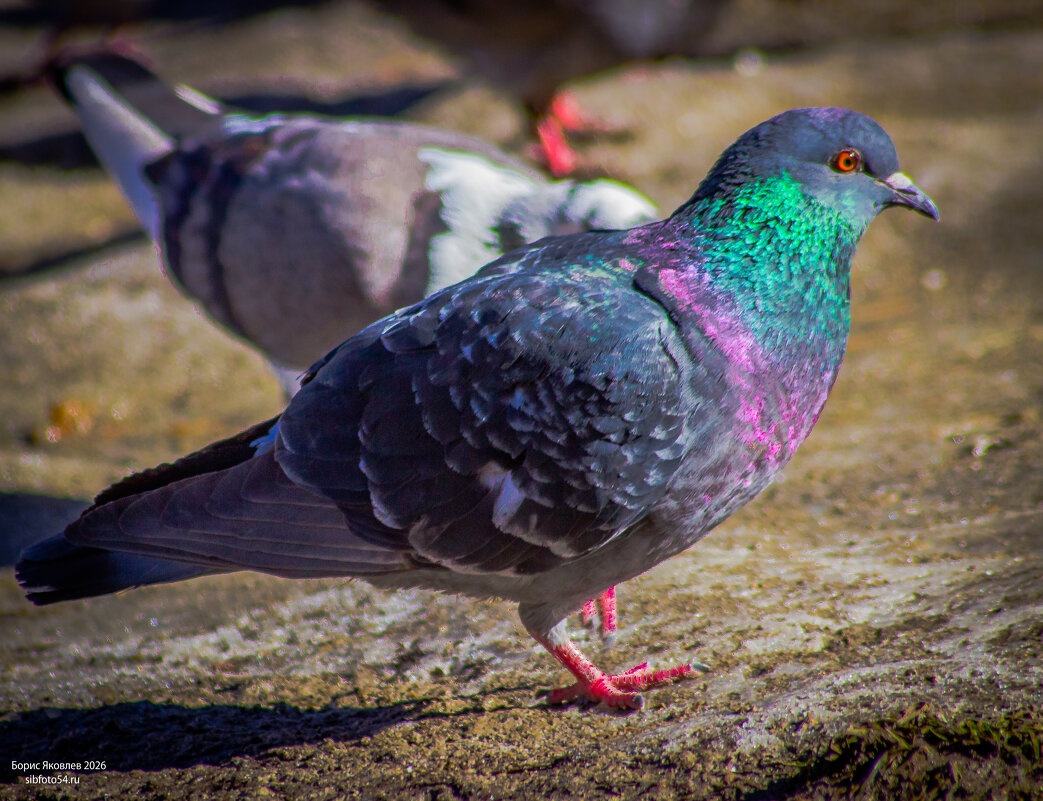 А вы не подскажите, где у вас здесь столовая? - Борис Яковлев А вы не подскажите, где у вас здесь столовая? - Борис Яковлев