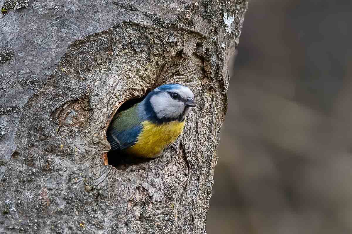 "На крылечке". - Николай Ловец