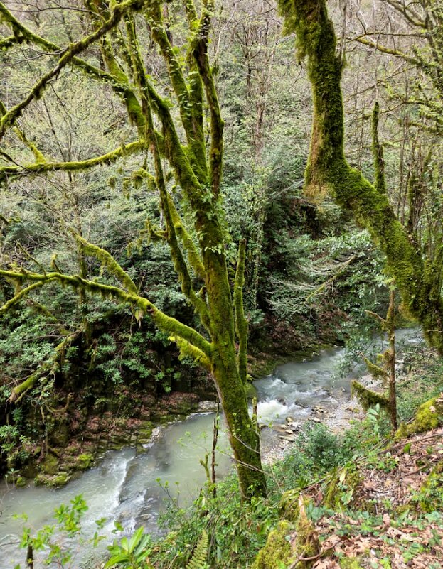 ОРЕХОВКА - Tata Wolf