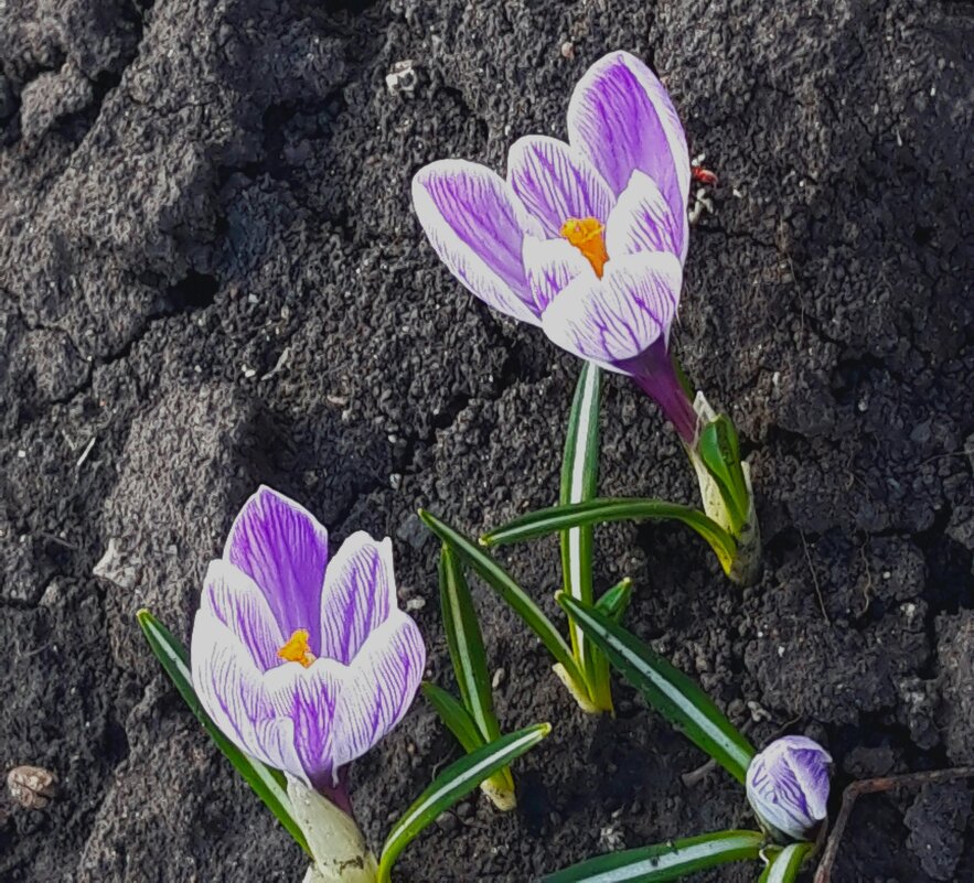 Апрель - Венера Чуйкова