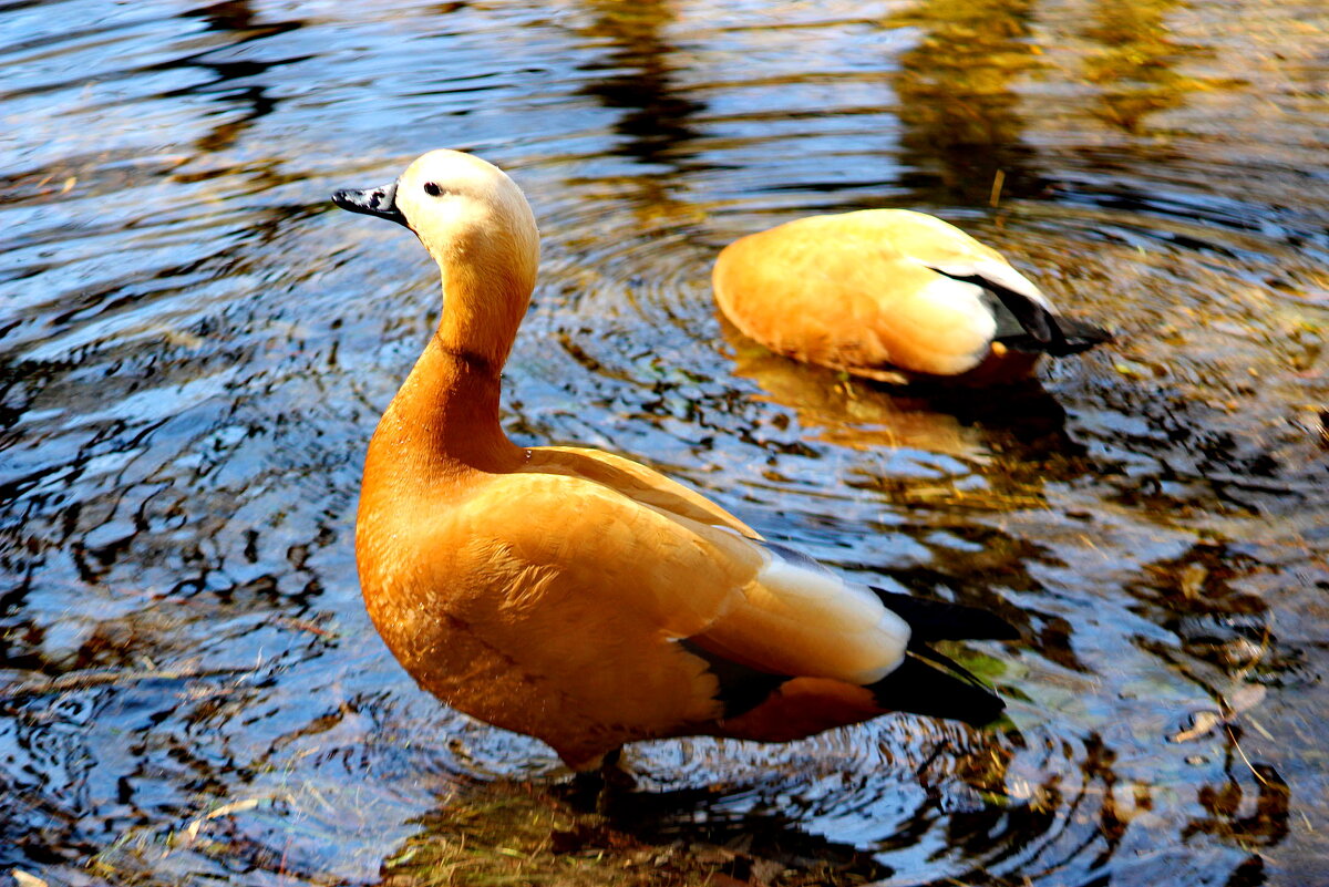Гордый огарь и голодная ограриха - Александр Чеботарь Гордый огарь и голодная ограриха - Александр Чеботарь
