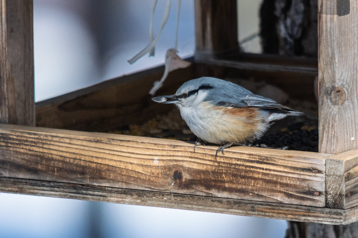 Поползень - Виктор Иванович Чернюк Поползень - Виктор Иванович Чернюк