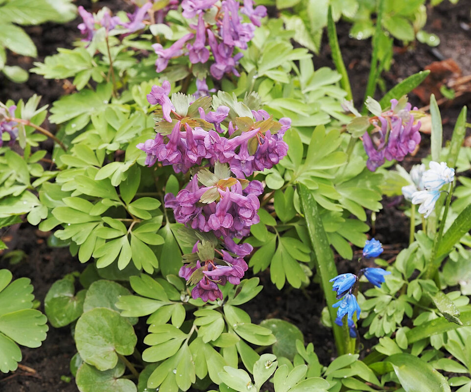 Хохлатка цветет - Мария К. Хохлатка цветет - Мария К.