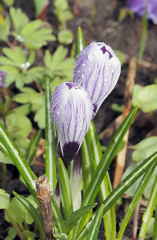 Крокусы в капельках дождя - Мария К. Крокусы в капельках дождя - Мария К.