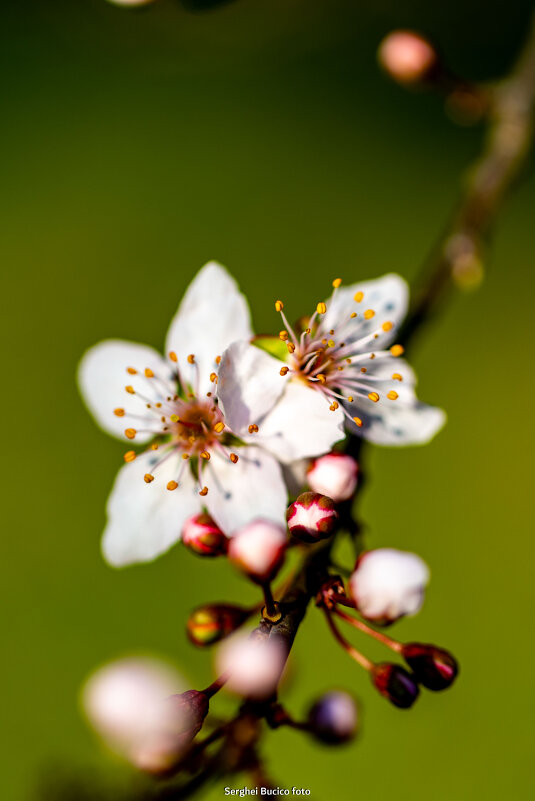 floarea - Serghei Bucico