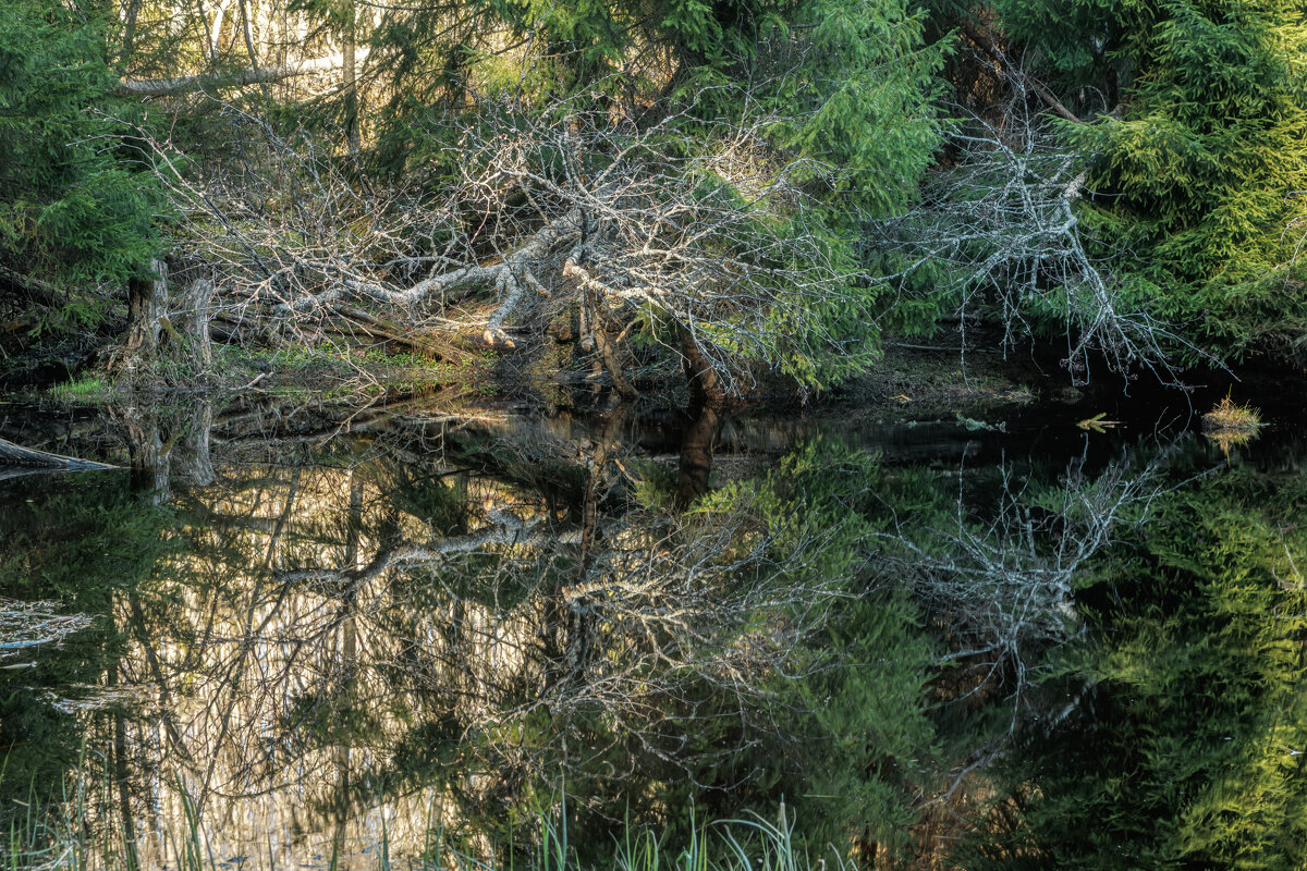 Болото - Владимир Колесников