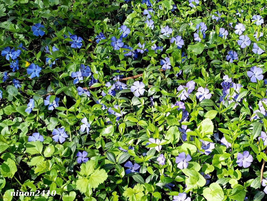 Голубоглазый апрель - Нина Бутко
