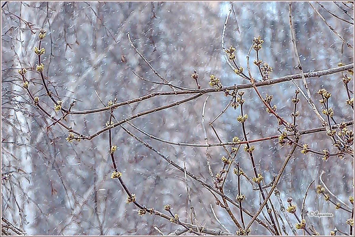 Апрельская метель... - Aquarius - Сергей Апрельская метель... - Aquarius - Сергей