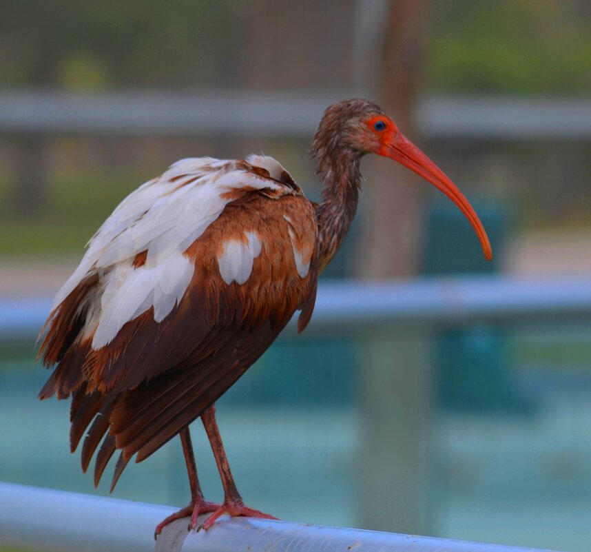 Зоопарк Майями - Таня Фиалка Зоопарк Майями - Таня Фиалка