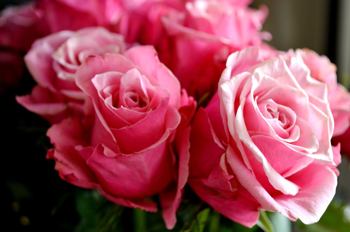 Розы - Таня Фиалка Розы - Таня Фиалка