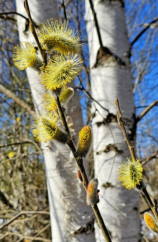 Весна.Верба - Михаил Свиденцов