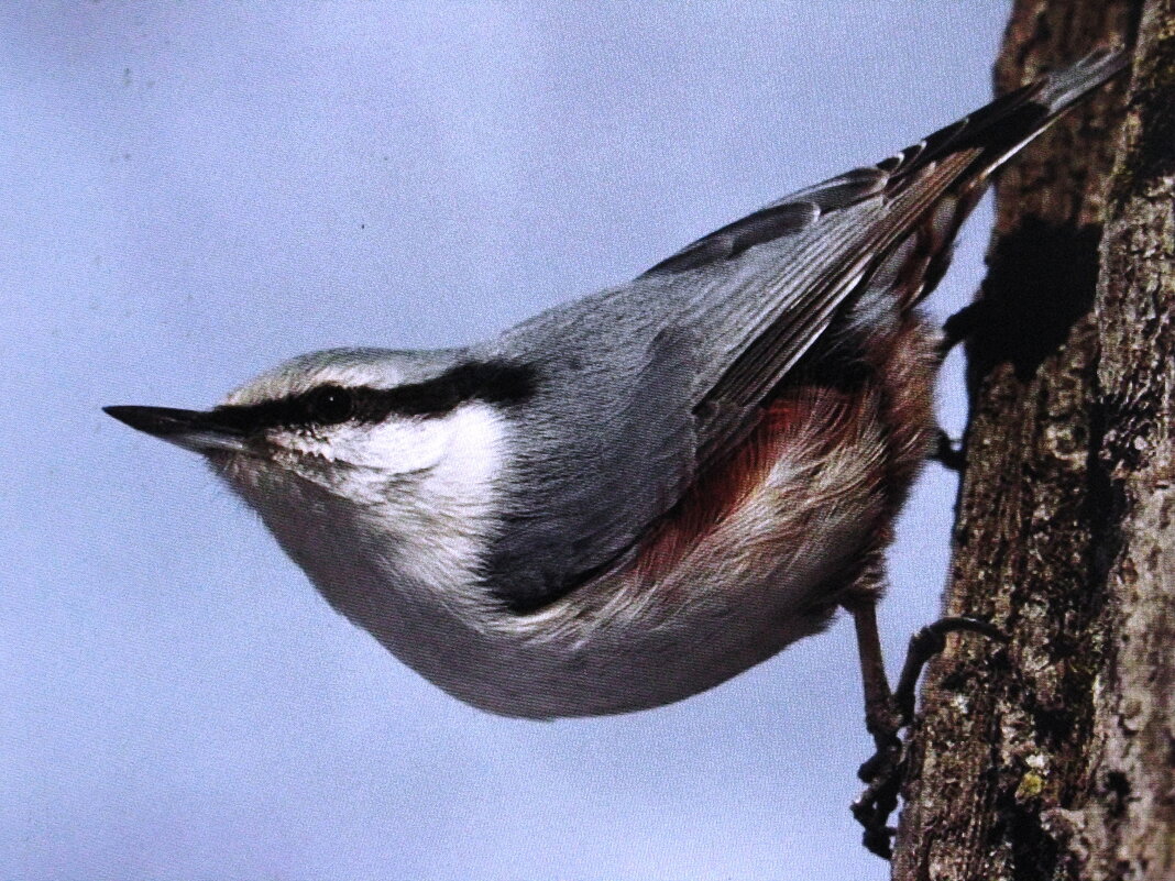 Каскадёр - Людмила Смородинская