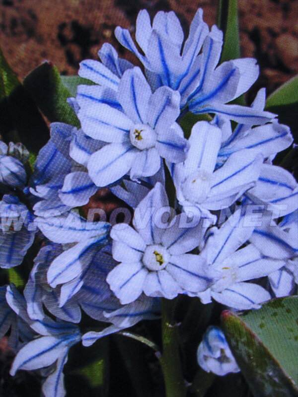 Во всей красе - Людмила Смородинская Во всей красе - Людмила Смородинская